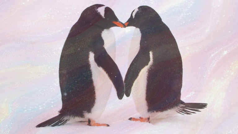 penguin love